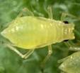 Green peach aphids