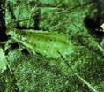 Potato aphid.