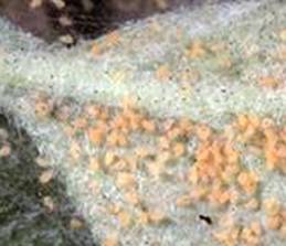 Twospotted spider mite colony with webbing