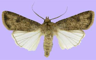 Agrotis segetum1www